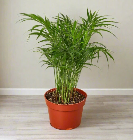 The Creation of Parlor Palm