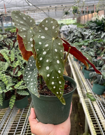 The Birth of Begonia 'Maculata'