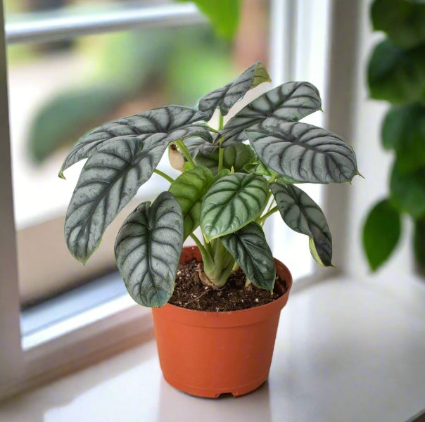 The Creation of Alocasia Silver Dragon