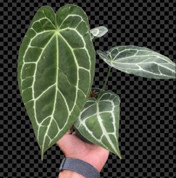 The Creation of Anthurium Crystallinum
