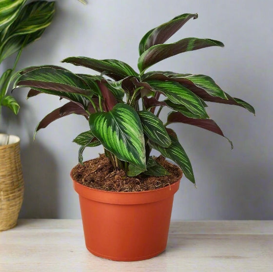 The Creation of Calathea 'Beauty Star'