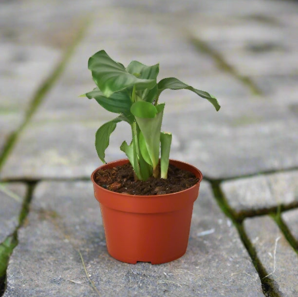 The Creation of Calathea 'Orbifolia'