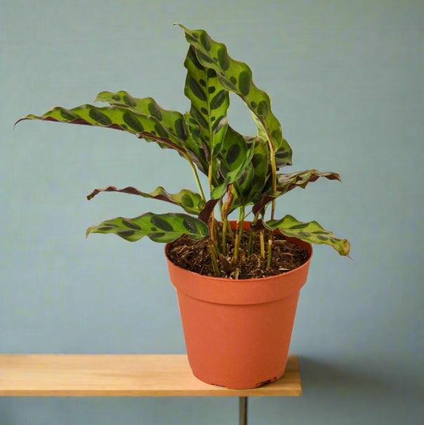 The Creation of Calathea Lancifolia 'Rattlesnake'