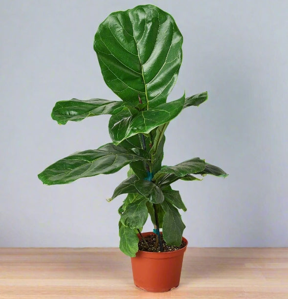 The Creation of Ficus Lyrata 'Fiddle Leaf Fig'