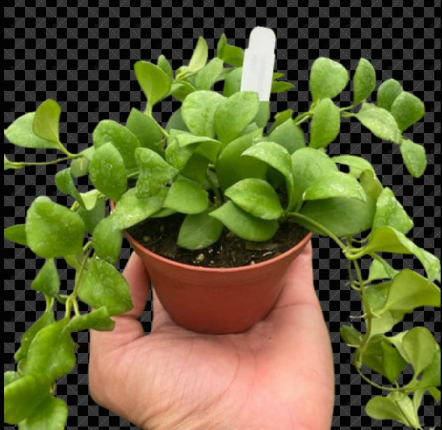 The Creation of Hoya Heuschkeliana