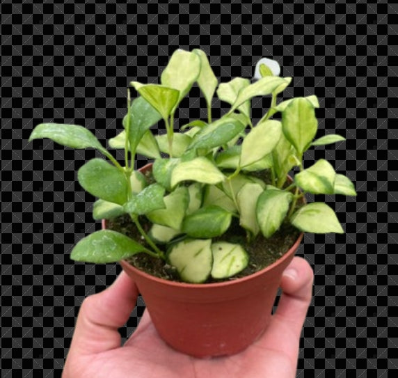 The Creation of Hoya Heuschkeliana Variegated