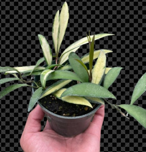 The Creation of Hoya Wayetii Variegated