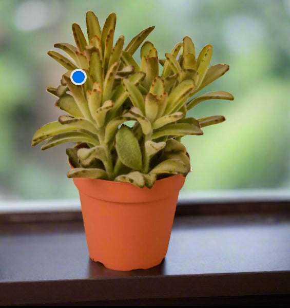 The Creation of Kalanchoe Tomentosa 'Chocolate Soldier' Succulent