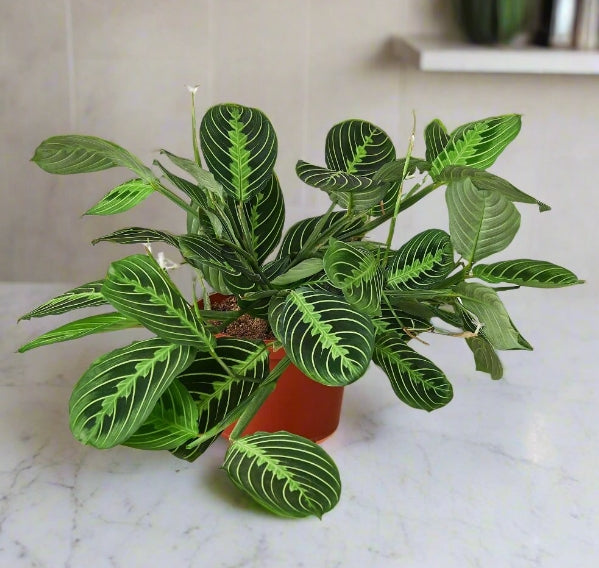 The Creation of Maranta 'Lemon Lime'