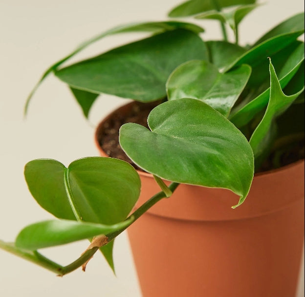 The Creation of Philodendron Cordatum 'Heartleaf'