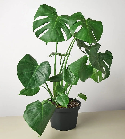 The Creation of Philodendron Monstera 'Split-Leaf'