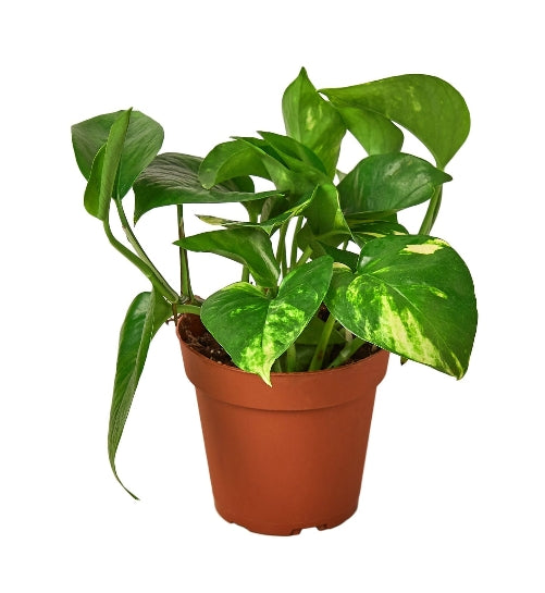 The Creation of Pothos 'Golden'