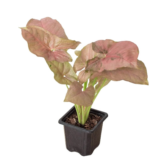 The Creation of Syngonium 'Strawberry'