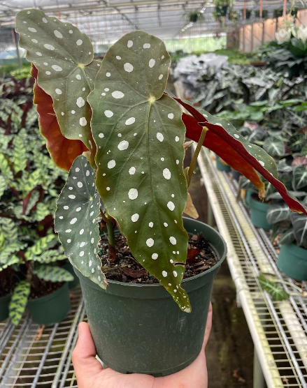 How to Care for Begonia 'Maculata': A Guide for Plant Enthusiasts