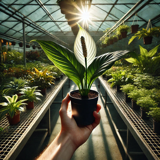 My Favorite Plants for a Lush, Low-Maintenance 2025